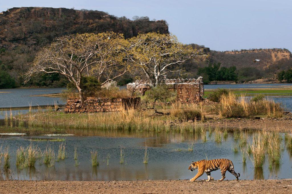Green forest view in Ranthambore