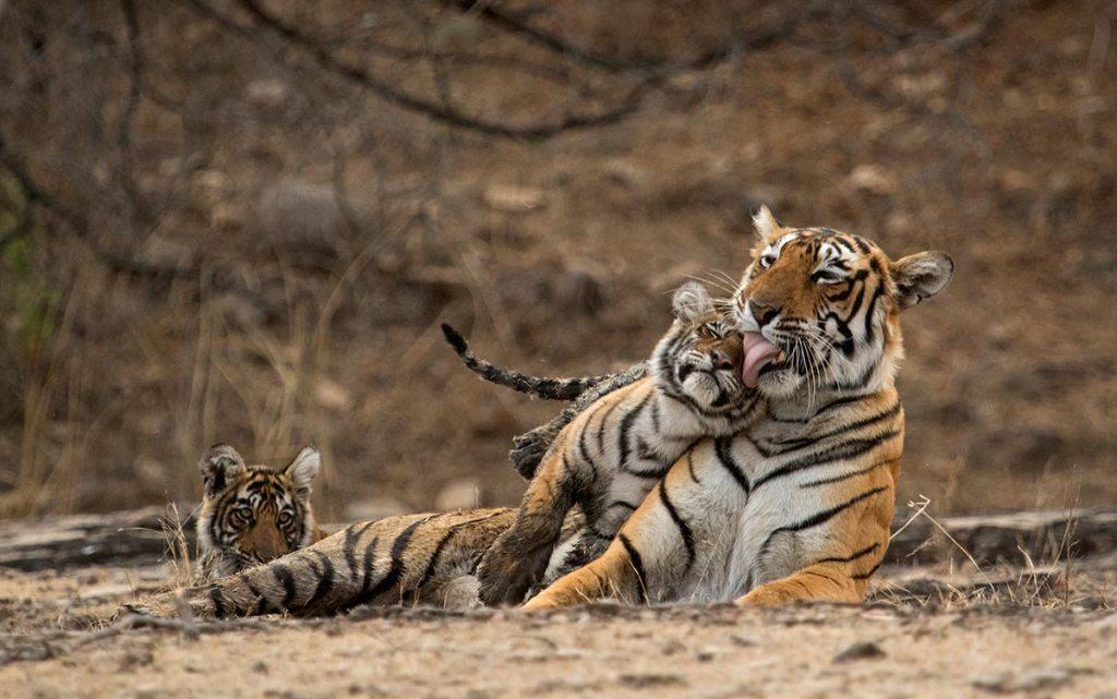 Tiger close up in Ranthambore