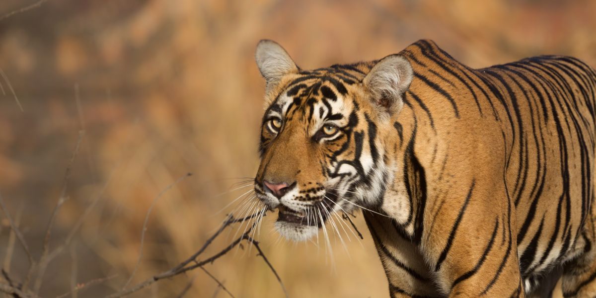 Safari vehicle on a forest track in Ranthambore