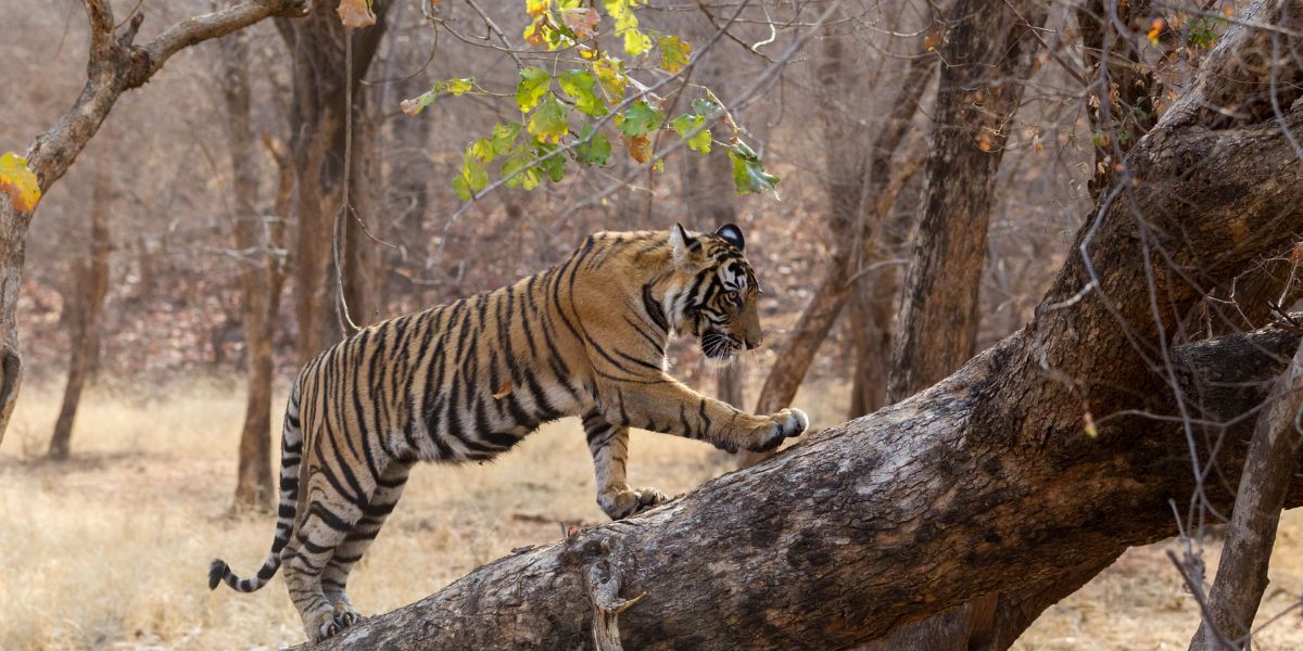 Tiger sighting during a Ranthambore safari